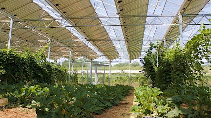 Le développement du solaire sur les terrains agricoles, retour sur la conférence AgriVoltaïsme 2021