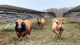 Produire mieux grâce à l’agrivoltaïsme