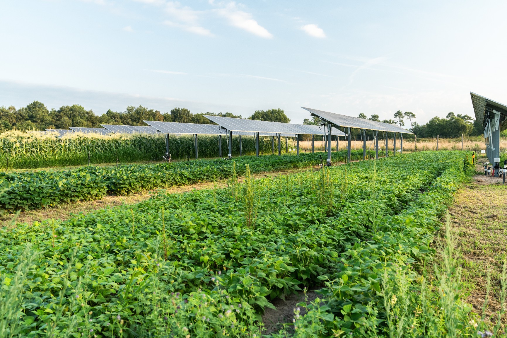 Conception de projets agrivoltaïques | INES - Institut National de l ...